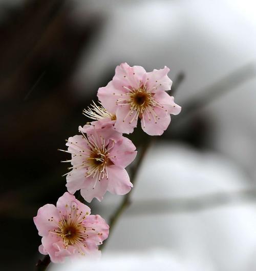 王者荣耀梅花山雪攻略（王者荣耀梅花山雪活动详解，一键掌握通关技巧）