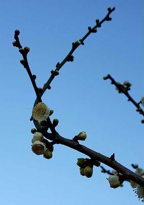 《荣耀梅花山雪活动全攻略》（教你如何玩转梅花山雪）