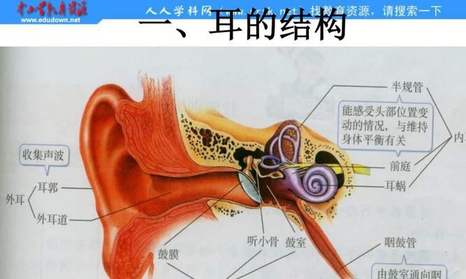 以游戏为主，过听觉中枢的秘诀（听觉中枢通关技巧揭秘）