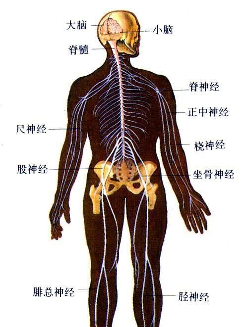 探秘人体工厂-通关中枢神经的游戏技巧（如何在游戏中突破人体神经中枢）