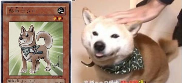 原神柴犬（通过探索和任务完成）